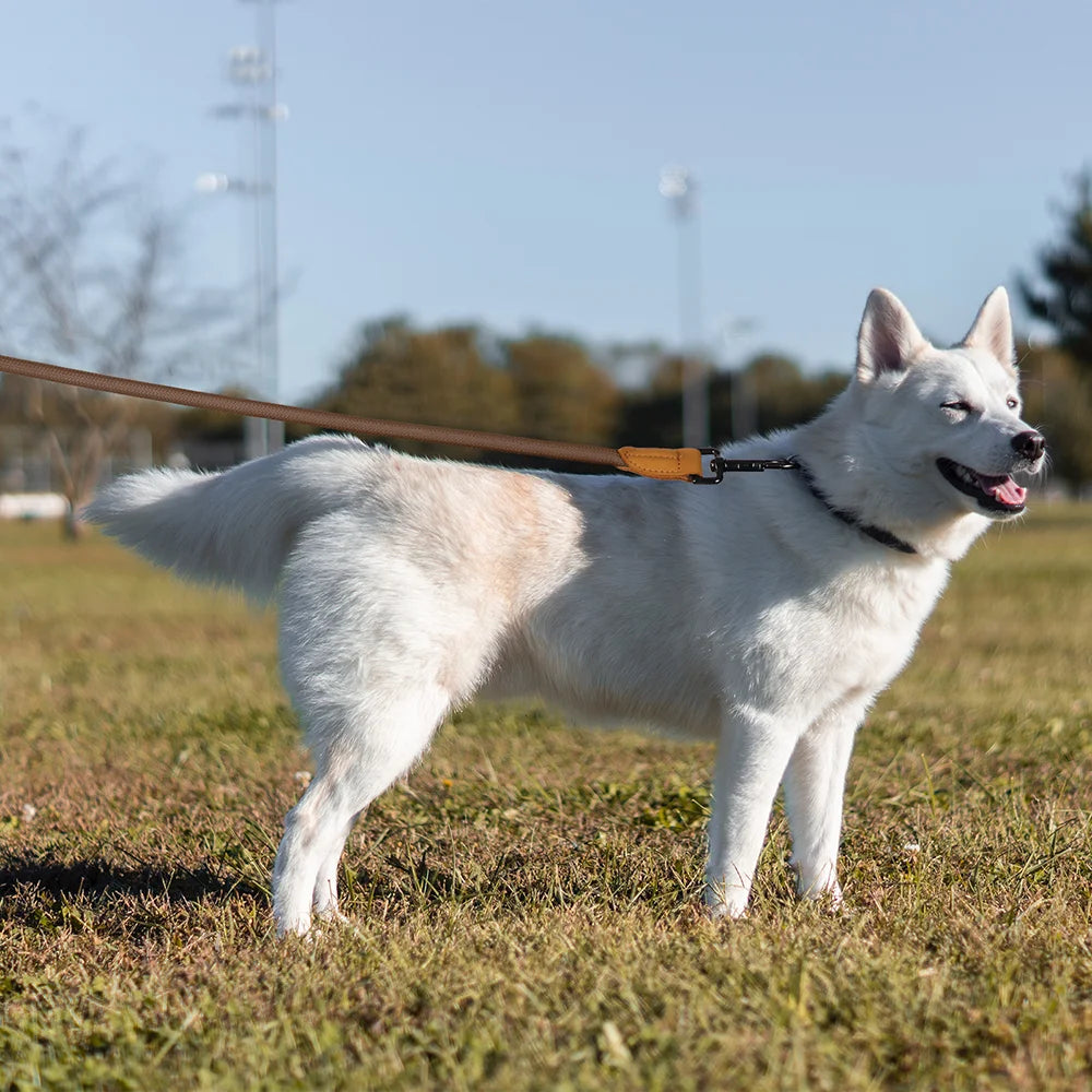 HENSHINE DOG GEAR – Laisse mains libres 1,8 m